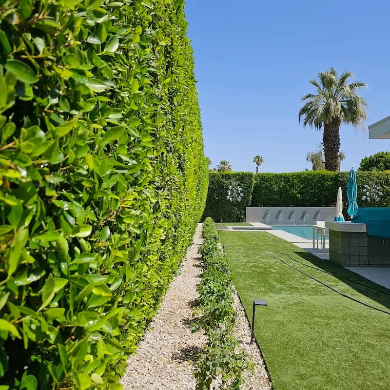 A picture of a gorgeous backyard, with a large bush and a long patch of grass in front. A series of tasteful plants can be seen in front of the hedge, and a pool in the background.